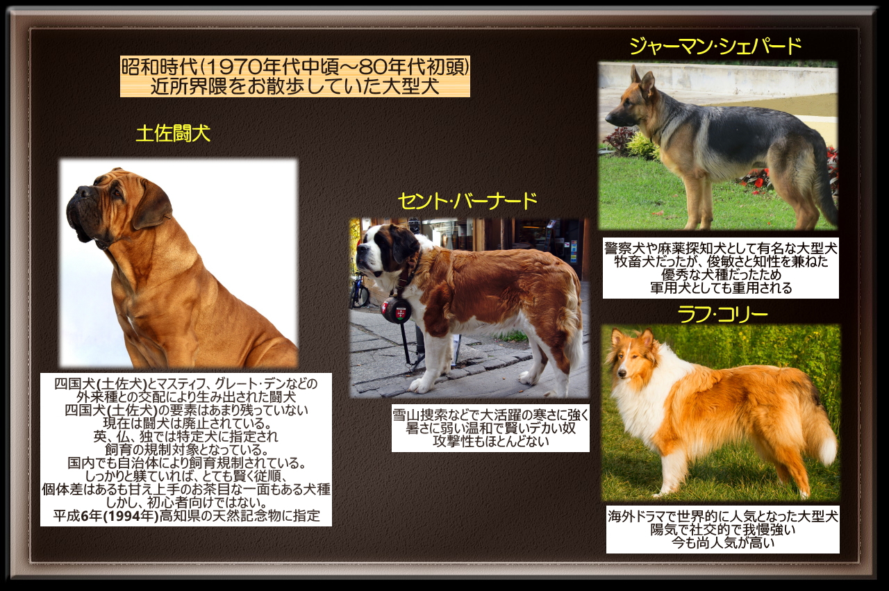 昭和時代よく見かけていた大型犬