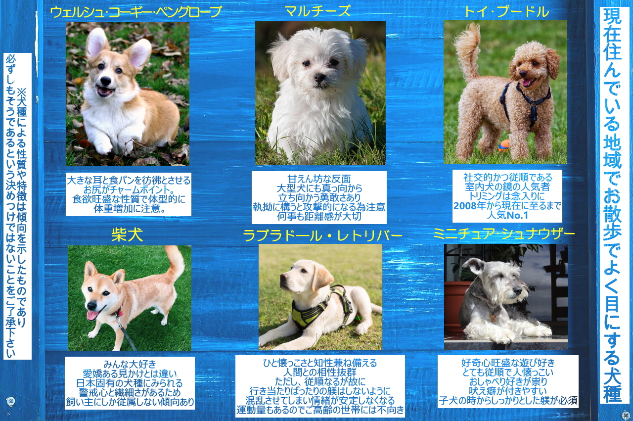 近所で見かける犬種