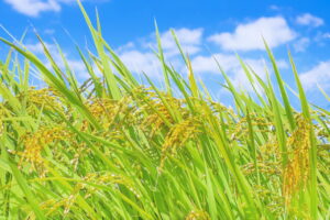 昭和後期にコシヒカリと人気を二分した銘柄米・ササニシキ