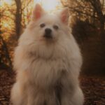 日本スピッツが散歩していた昭和の風景