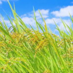 昭和後期にコシヒカリと人気を二分した銘柄米・ササニシキ